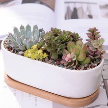 Load image into Gallery viewer, ClaudiaG Succulent Planter -Elongated
