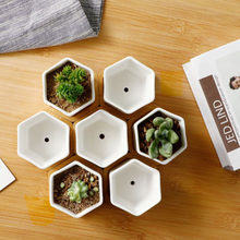 Load image into Gallery viewer, ClaudiaG Succulent Planter-Single
