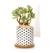 Load image into Gallery viewer, ClaudiaG B&amp;W Planters (Set of 3)
